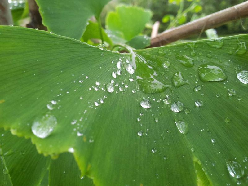 气味图书馆<br>qyf5seag.cn 雨后泥土芬芳